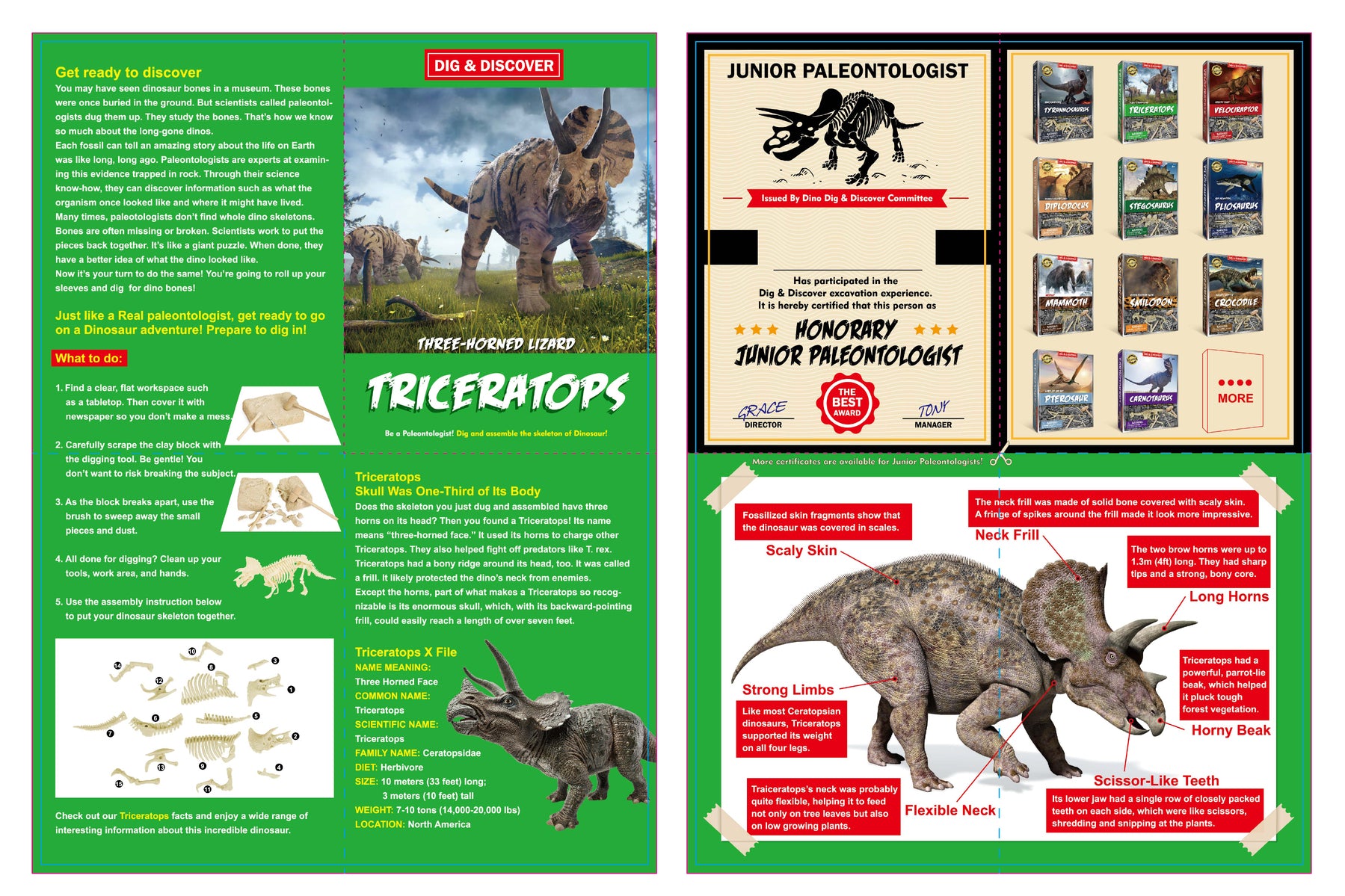 Dig & Discover - Triceratops